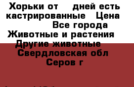   Хорьки от 35 дней есть кастрированные › Цена ­ 2 000 - Все города Животные и растения » Другие животные   . Свердловская обл.,Серов г.